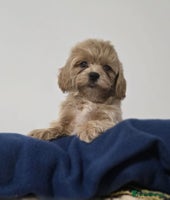 Maltipoo dogs - Advert 4