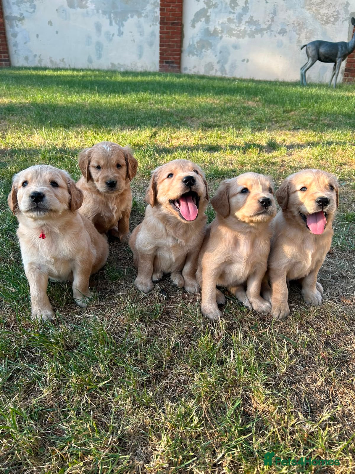 Golden Retriever dogs KC registered golden retriever puppies  - Advert 2