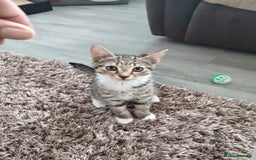 Mixed Breed cats for sale: Boots and blue  - Image 3