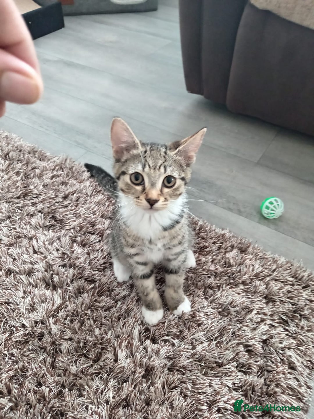 Mixed Breed cats for sale: Boots and blue  - Image 3