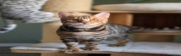 Bengal cats for sale: Brown Rosetted Bengal Prince  - Advert 3