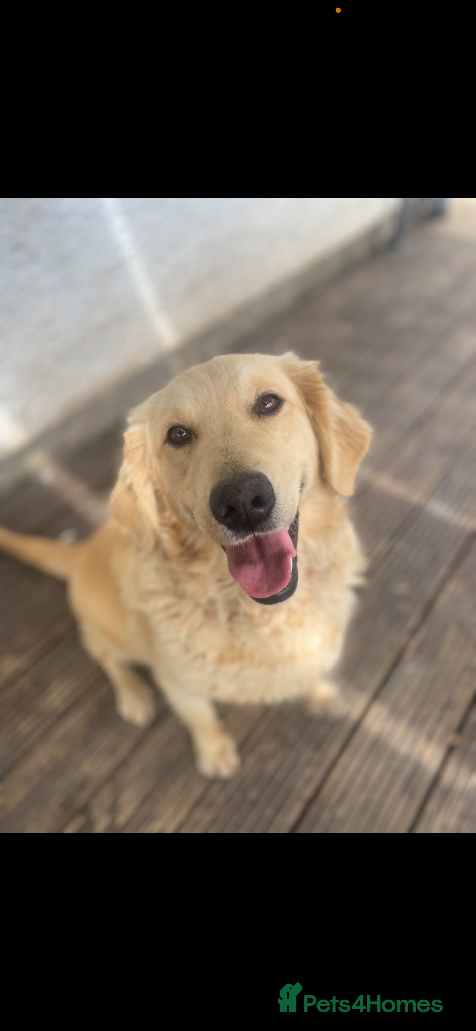 Golden Retriever dogs Beautiful golden retriever. Forever home wanted. - Advert 4