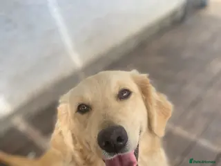 Golden Retriever dogs Beautiful golden retriever. Forever home wanted. - Advert 17