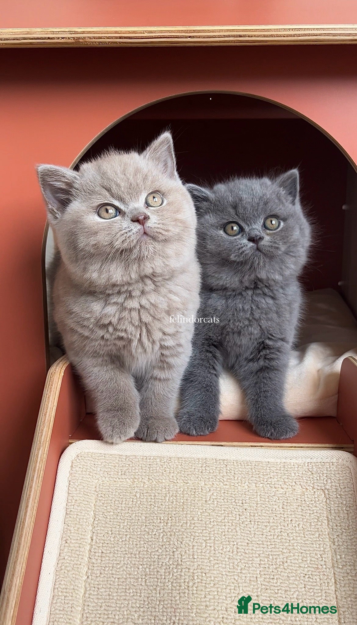British Shorthair cats British shorthair Top Quality🏆 - Advert 11