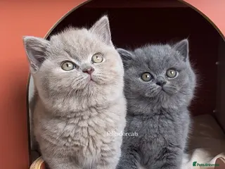 British Shorthair cats British shorthair Top Quality🏆 - Advert 11