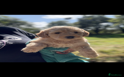 Labradoodle dogs for sale: 🐶 Labradoodle puppies for sale 🐶 - Image 9