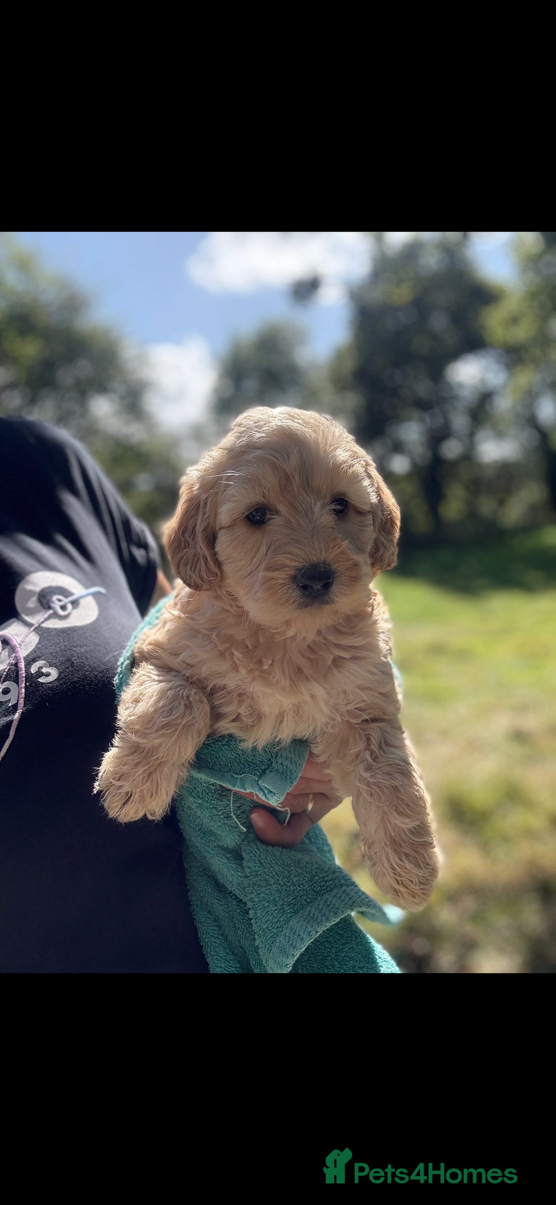 Labradoodle dogs for sale: 🐶 Labradoodle puppies for sale 🐶 - Image 9