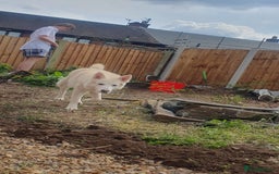 German Shepherd dogs for stud: STUD - German Shepheard X husky  - Image 1