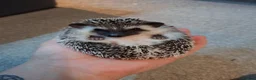 Pygmy Hedgehog rodents for sale: Baby African Pygmy Hedgehogs - Advert 8