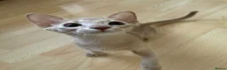 Abyssinian cats for sale: Abyssinian Kitten in Enfield - Advert 7