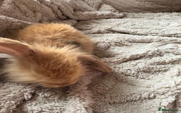 Mini Lop rabbits for sale: Mini Lop/Lion Lop babies - Image 15