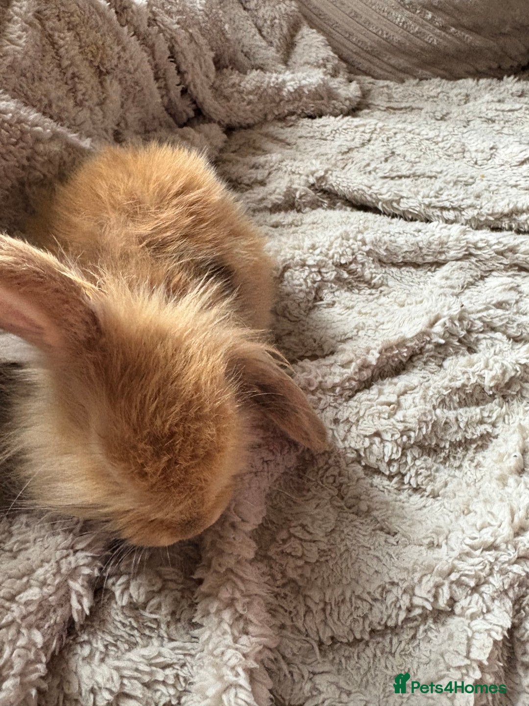 Mini Lop rabbits for sale: Mini Lop/Lion Lop babies - Image 15