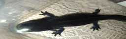 Axolotl reptiles for sale: Rare Axolotl melanoid  - Advert 5