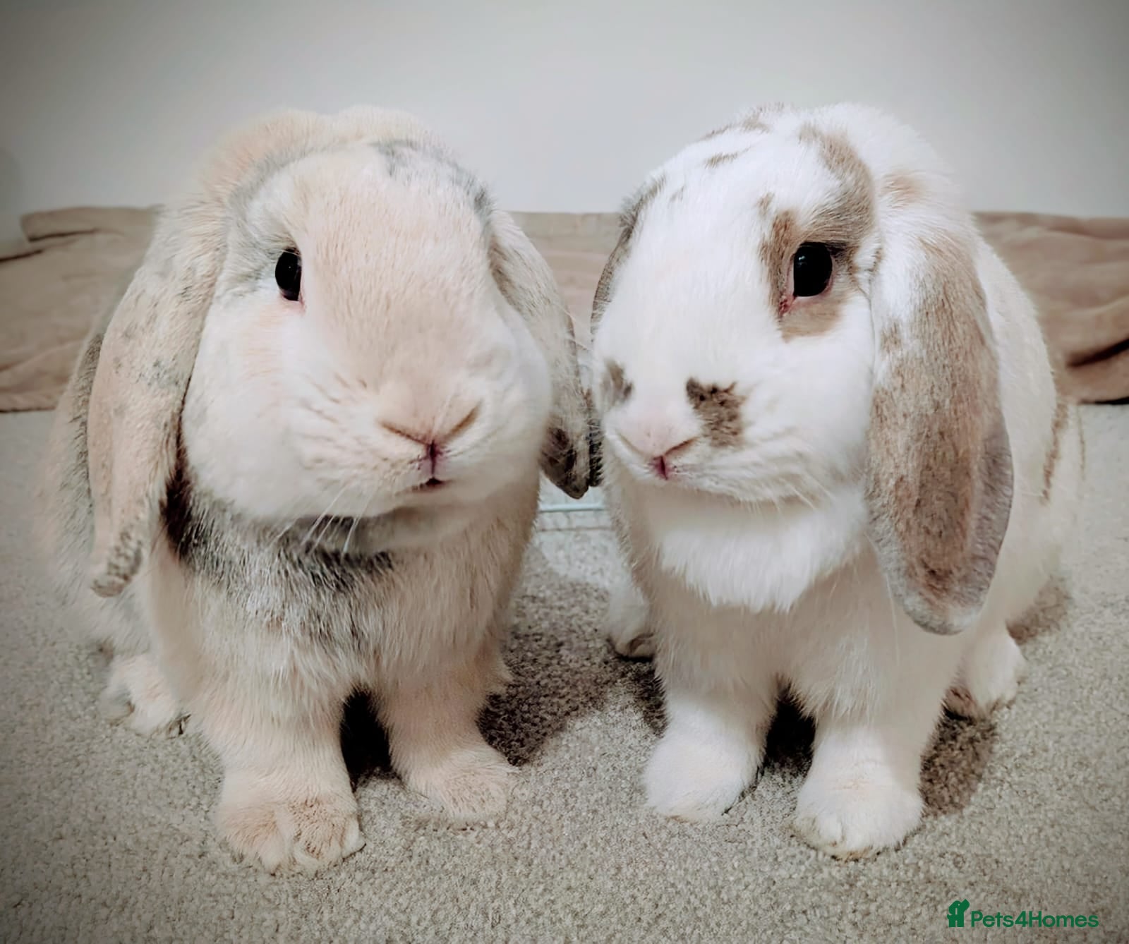 Mini Lop rabbits Beautiful Bunnies.  - Advert 2