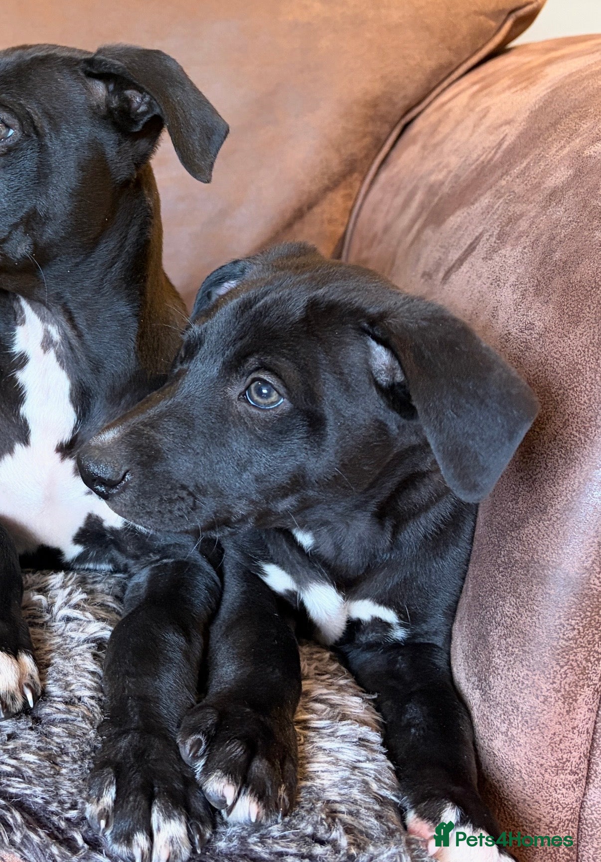 Whippet dogs Beautiful KC Whippet Puppies - Advert 2
