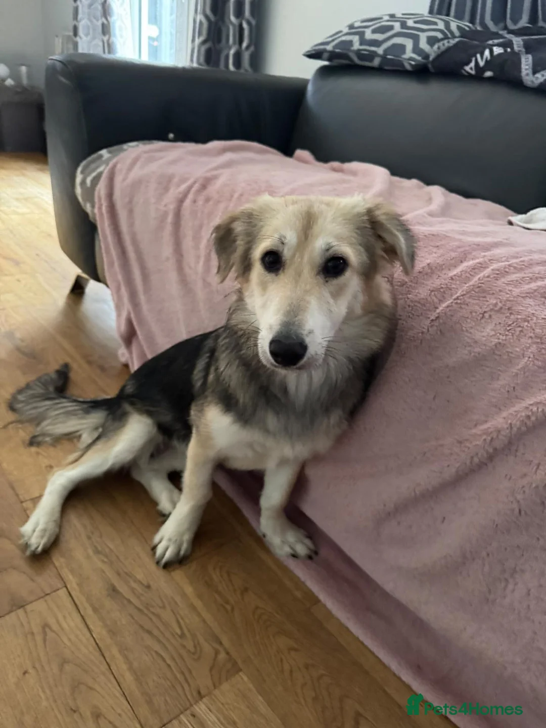 Mixed Breed dogs for adoption: Toffee ❤️  in Coatbridge - Advert 3