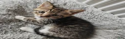 Mixed Breed cats for sale: Gorgeous kittens  - Advert 7