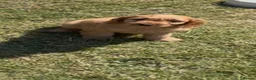 Cockapoo dogs for sale: Healthy cockapoos  - Advert 4