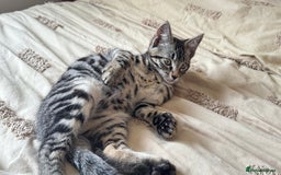 British Shorthair cats for sale: 🐾 Adorable Kittens Looking for  Home! 🐾 - Image 13