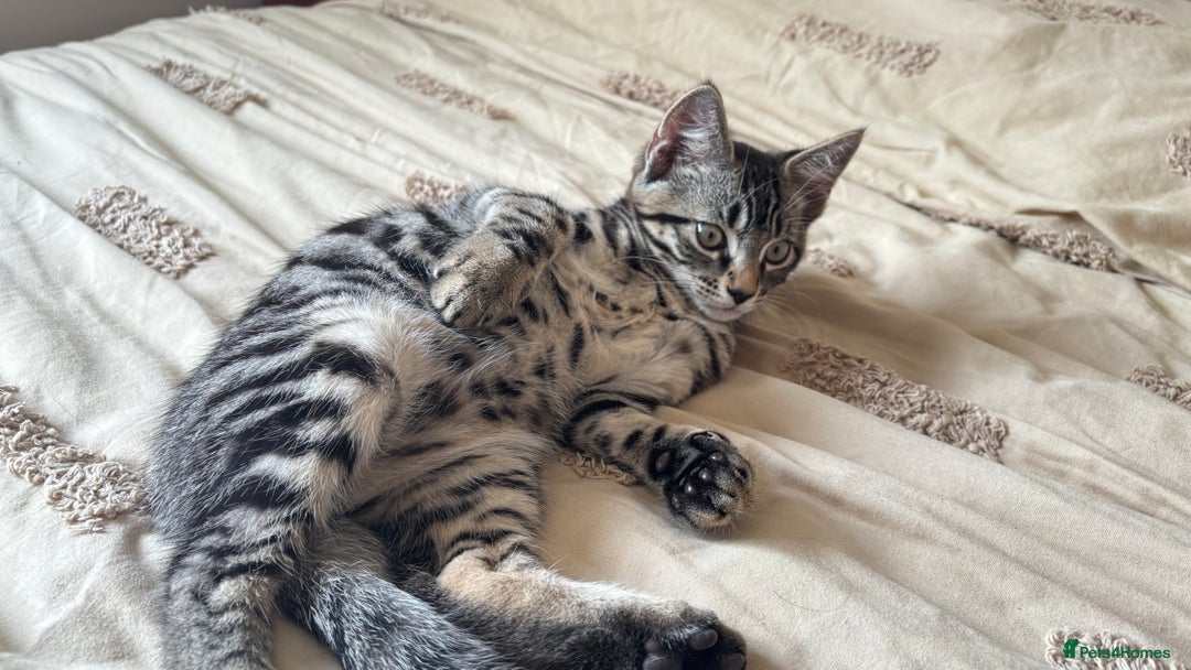 British Shorthair cats for sale: 🐾 Adorable Kittens Looking for  Home! 🐾 - Image 13