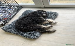 Mini Goldendoodle dogs for sale: Mini Goldendoodle Male (6 month)  - Advert 4