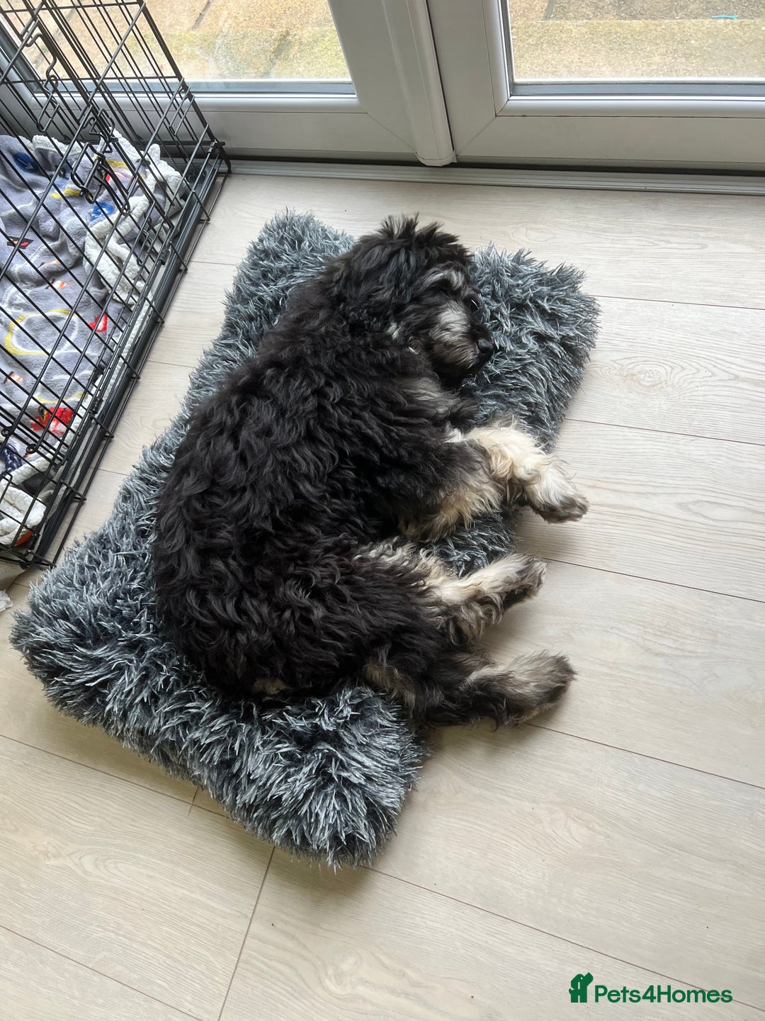 Mini Goldendoodle dogs for sale: Mini Goldendoodle Male (6 month)  - Advert 4