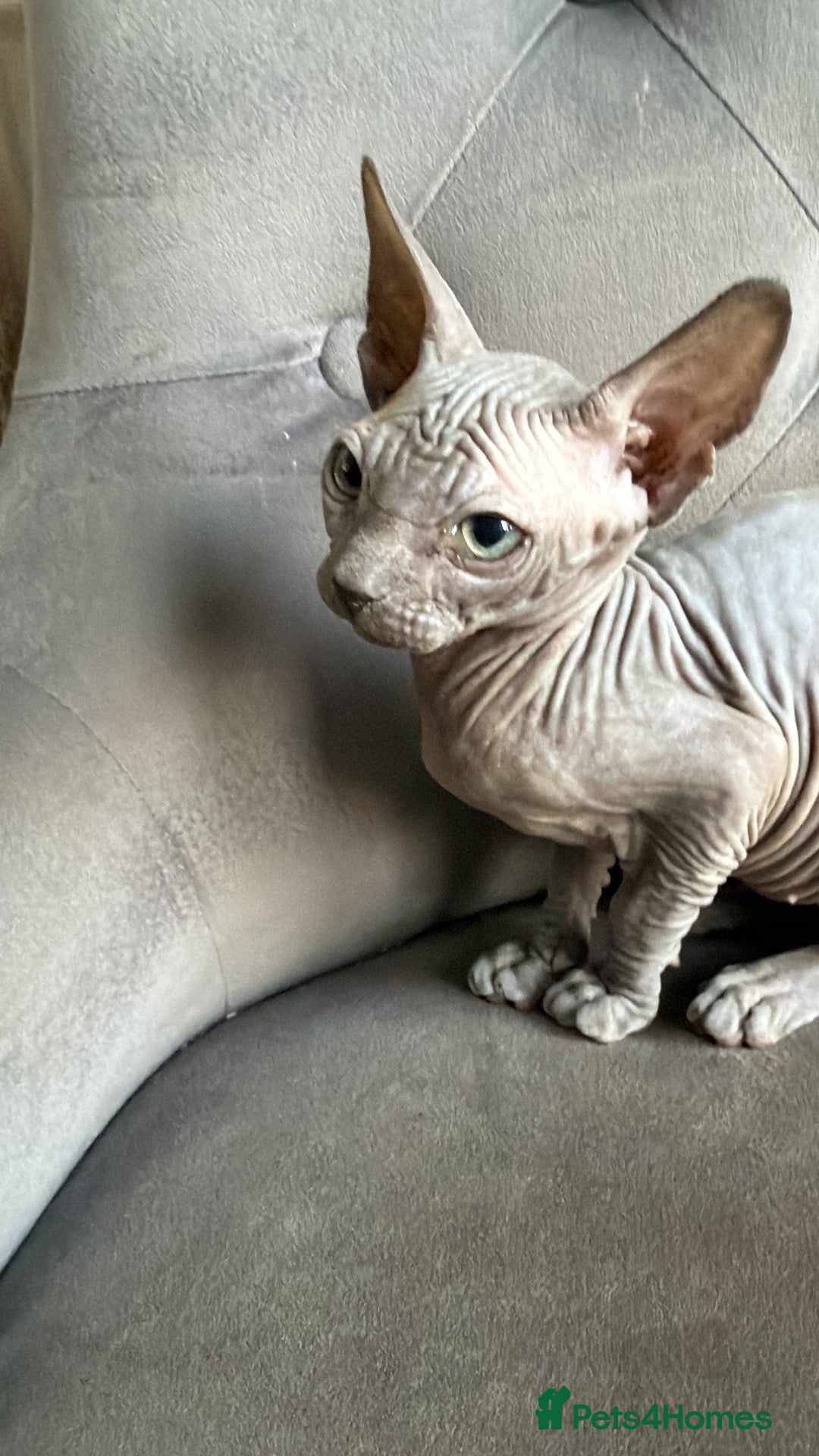 Sphynx cats 🐾 Only ONE Sphynx kitten left! 🐾 - Advert 2
