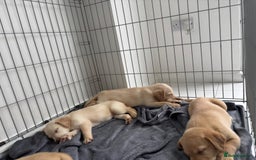 Labrador Retriever dogs for sale: Gorgeous labrador puppies - Image 7