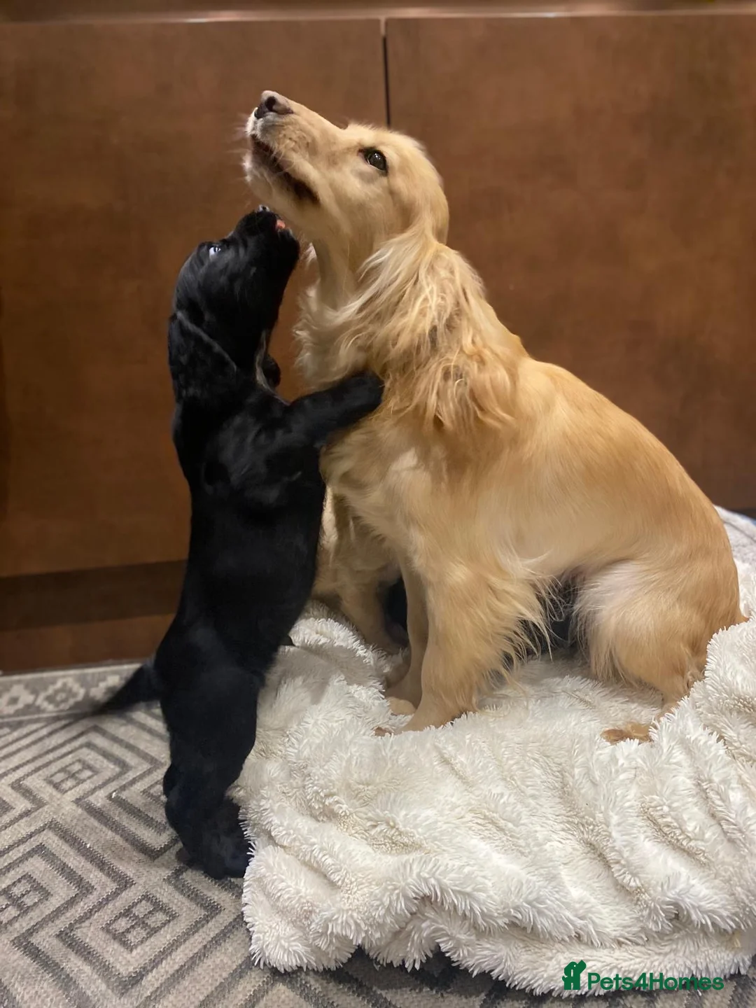 Cocker Spaniel dogs for sale: 🐶 COCKER SPANIEL PUPPIES 🐶  - Advert 7