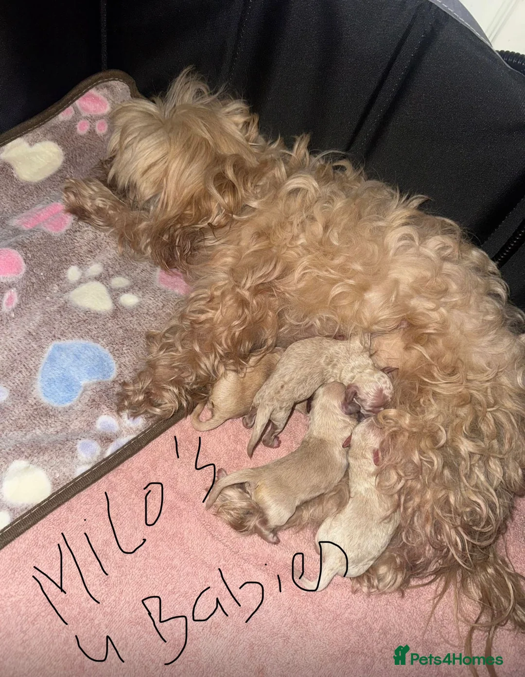 Maltipoo dogs for stud: 🐶✨  Gorgeous Maltipoo Boy “Milo” ✨🐾 £300 - Advert 2