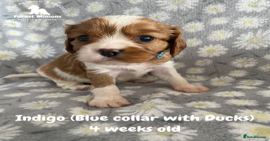 Cavalier King Charles Spaniel dogs - Advert 1