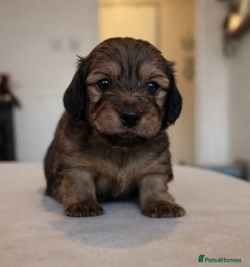 Miniature Dachshund dogs Stunning Miniature Dachshund Puppies  - Advert 1
