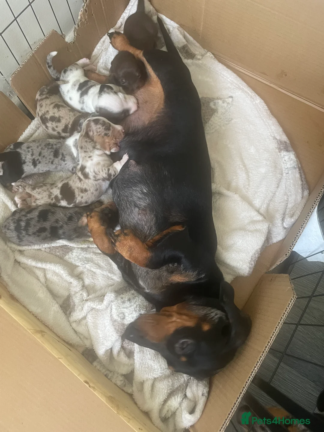 Dachshund dogs for sale: Dachshunds  - Advert 2