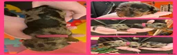 Miniature Dachshund dogs for sale: KC Mini Dachshund Silver Dapple Brindle Puppies  in Umberleigh - Advert 3