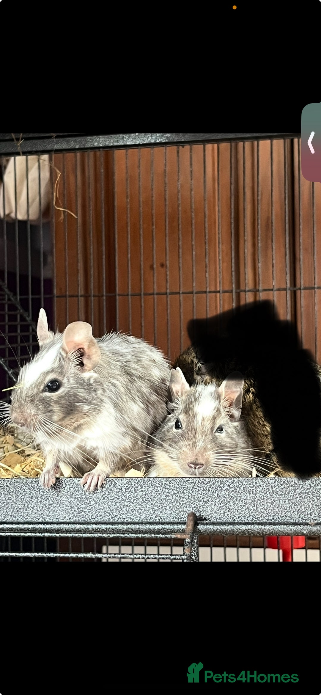 Degus rodents for sale: TWO MALE DEGUS- BROTHERS - Advert 1