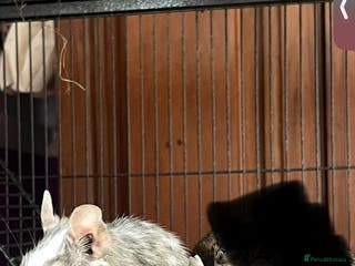 Degus rodents TWO MALE DEGUS- BROTHERS - Advert 2