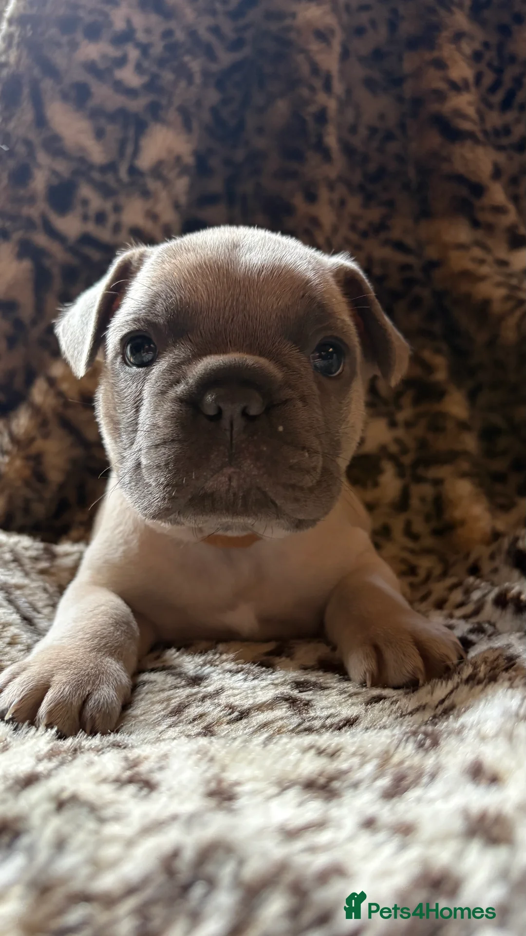 French Bulldog dogs for sale: French bull dog puppies - Advert 3