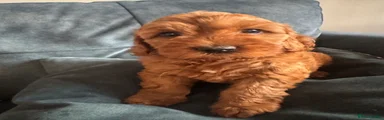 Cockapoo 3
