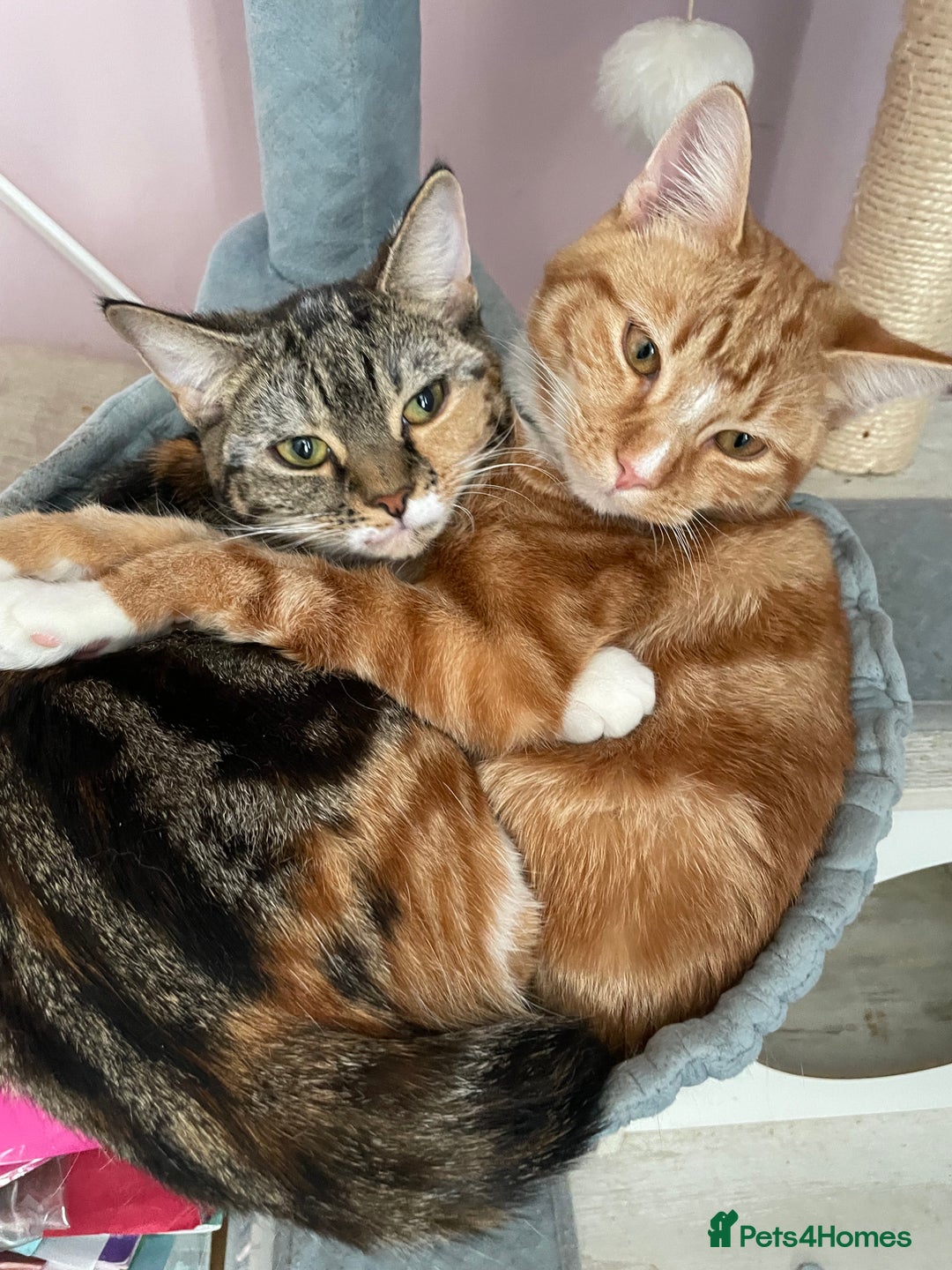 Mixed Breed cats for sale: Ginger and tabby cats - Advert 6