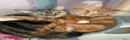 Mixed Breed cats for sale: Ginger and tabby cats - Advert 6