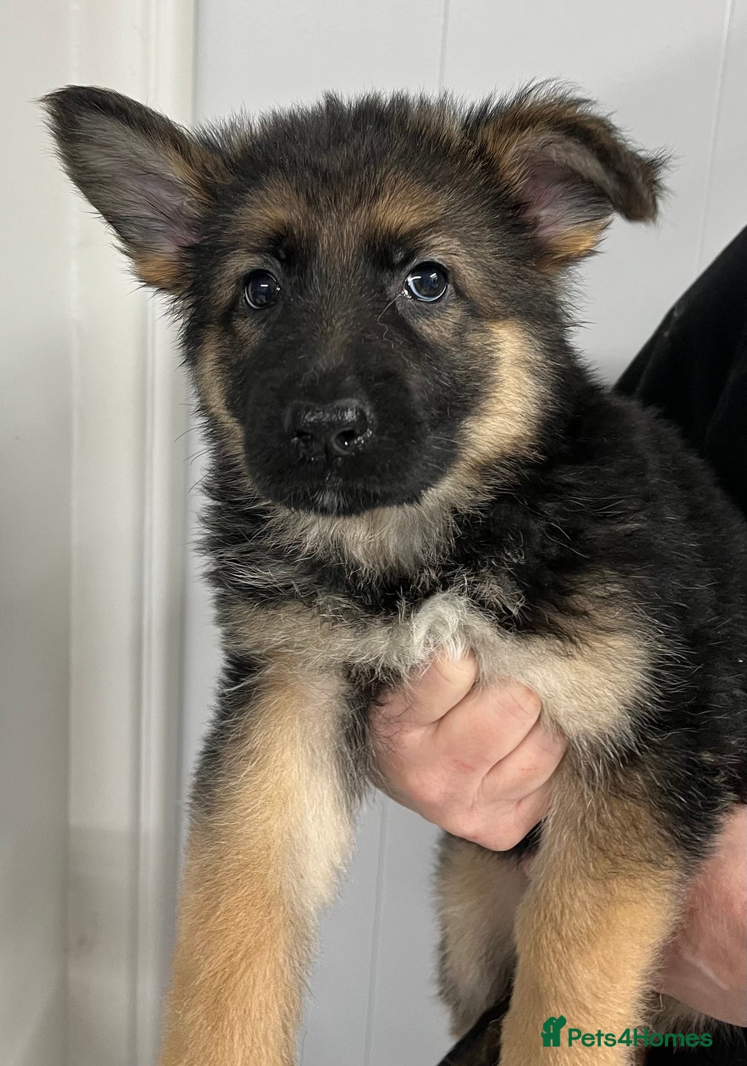 German Shepherd dogs for sale: Gorgeous pure German Shepherd Puppies  - Advert 2