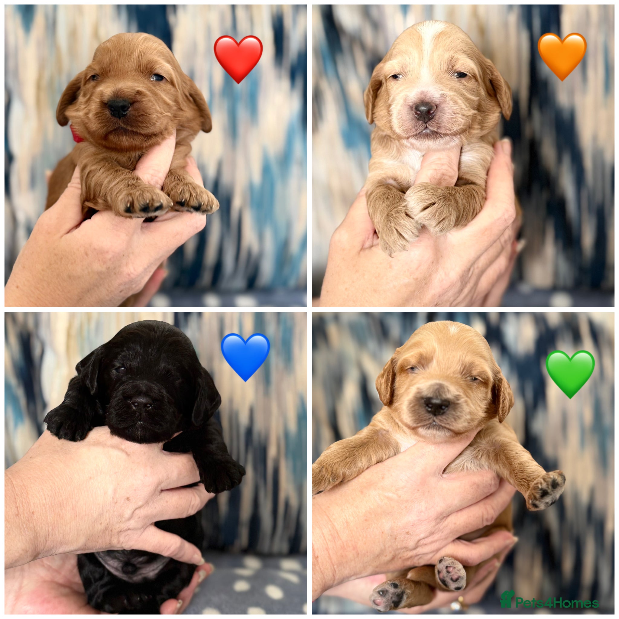 Cockapoo dogs F1 show line cockapoo puppies - Advert 16