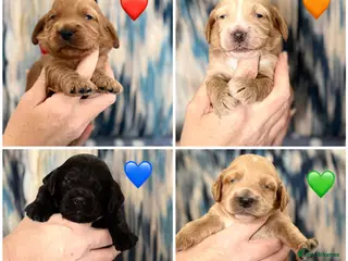 Cockapoo dogs F1 show line cockapoo puppies - Advert 16