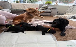 Cocker Spaniel dogs for sale: Cocker spainel puppies  - Image 4