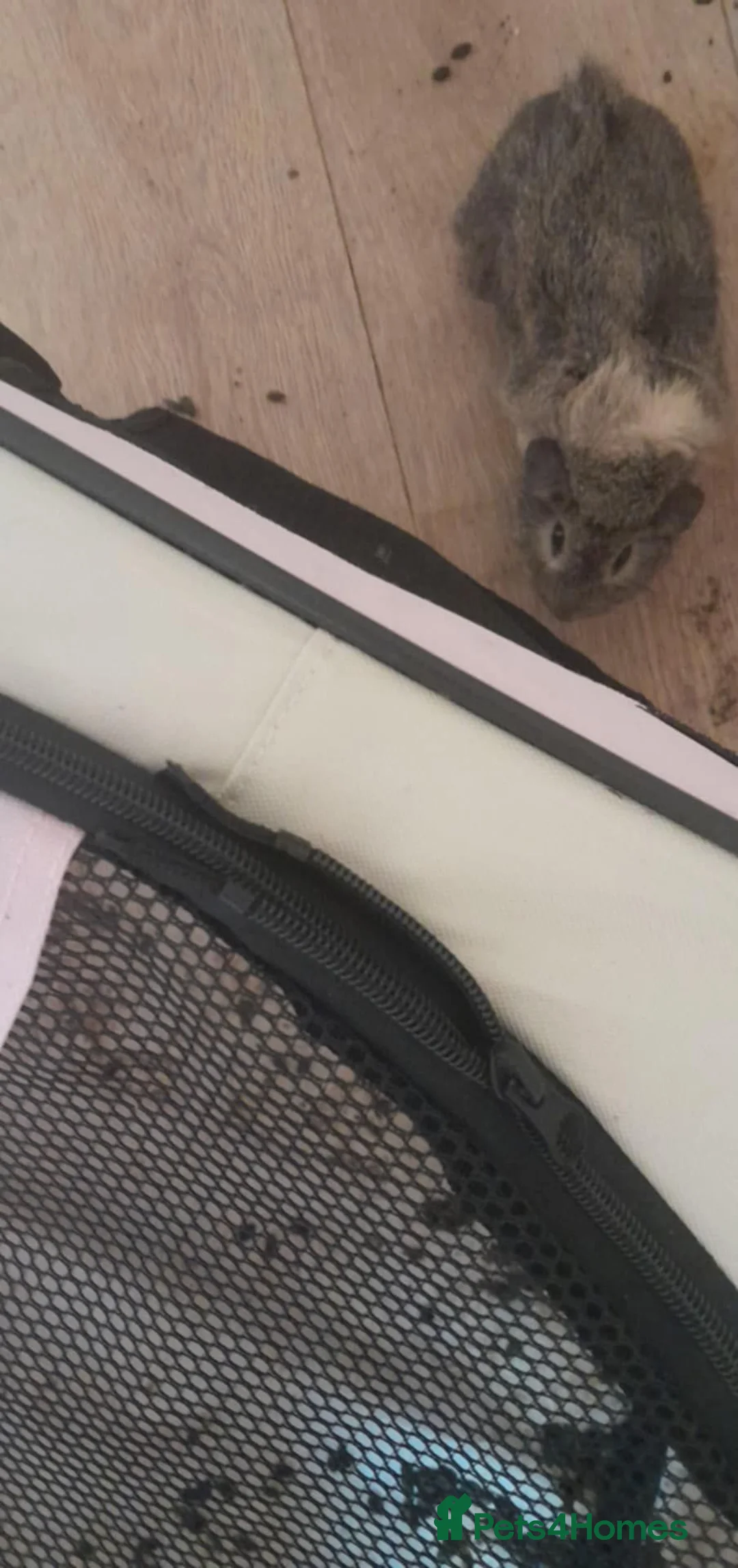 Guinea Pig rodents for sale: Baby girl guinea pigs  in Newtown - Advert 1