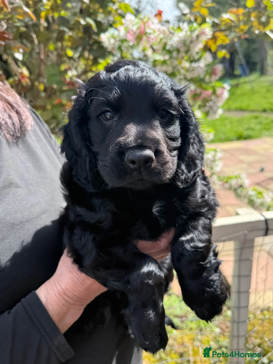 Cocker Spaniel dogs for sale: Gorgeous Cocker Spaniel Boy - KC reg & DNA tested - Advert 2