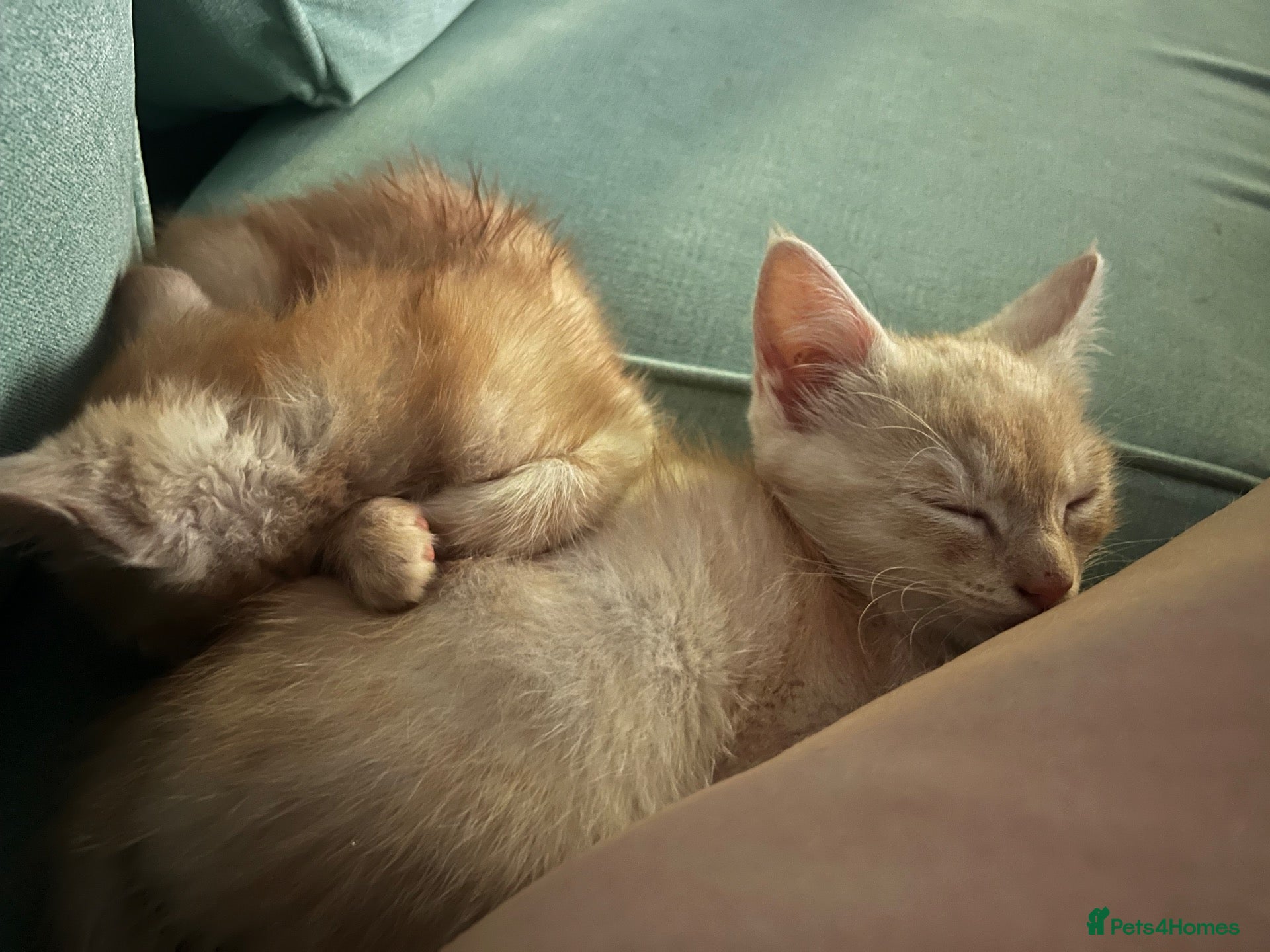 Mixed Breed cats 2 ginger boys - Advert 1
