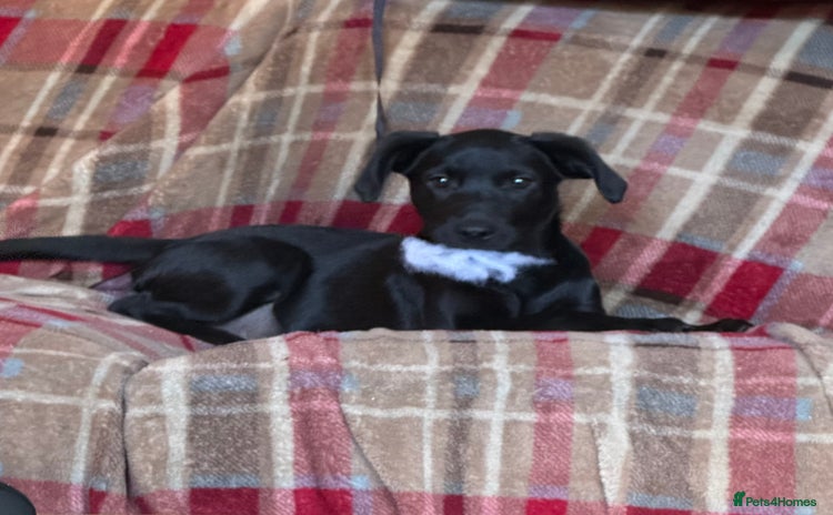 Labrador Retriever dogs - Advert 2