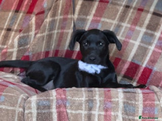 Labrador Retriever dogs - Advert 7