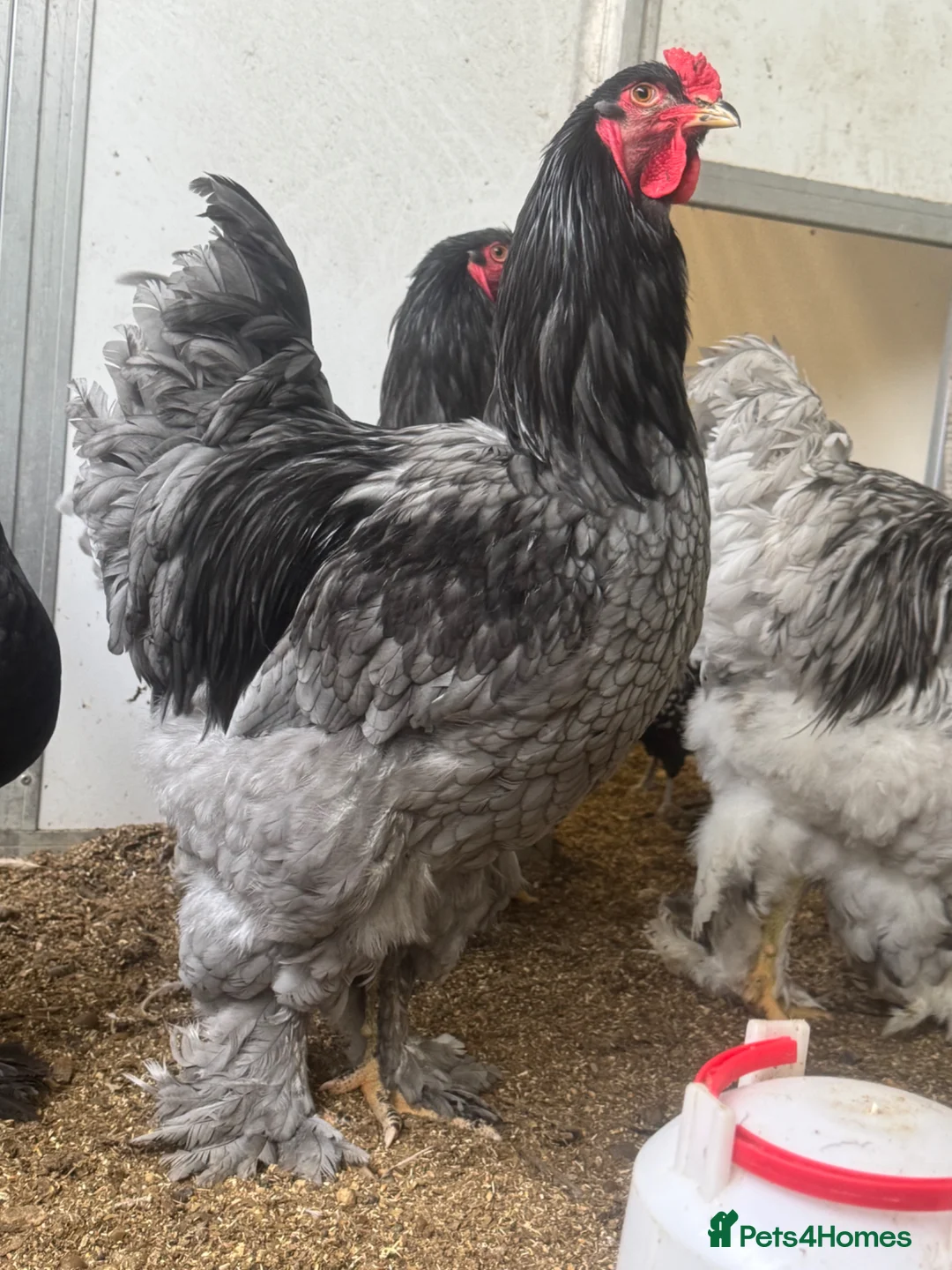 Chickens poultry for sale: Big Brahma hatching eggs mixed colours x 6  - Advert 4